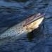 Уокер Smith Cherry Blood DRIFT 90 90мм. 9,3гр. №10