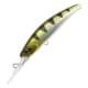 Archer Fish