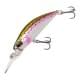 Rainbow Trout