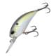 American Shad