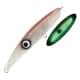 Real Firefly Squid