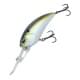 American Shad