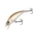 Rainbow Trout