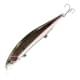 Rainbow Trout HM