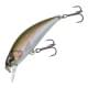 Rainbow Trout ND