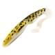 NaturalBurbot (664)