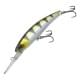 Archer Fish