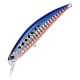 Mazume Sardine