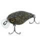brown bug