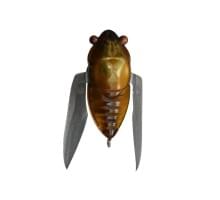 Воблер Megabass Tiny Siglett haru zemi