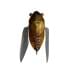 Воблер Megabass Tiny Siglett haru zemi