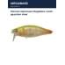 Мягкая приманка Megabass I-Jack gp prism shad